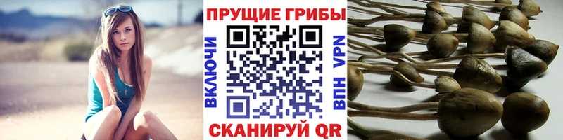 Псилоцибиновые грибы мицелий  наркошоп  ссылка на мегу онион  Струнино 